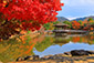 奈良公園　浮見堂　紅葉　見頃