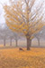 奈良公園　霧　紅葉