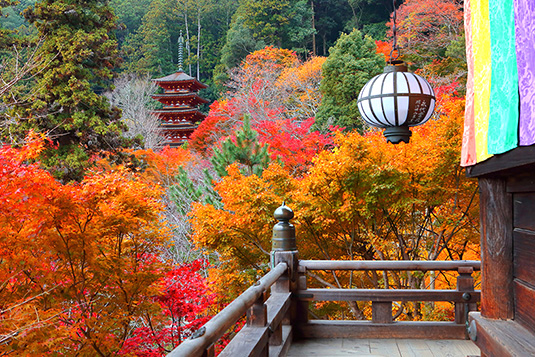 奈良　紅葉　高画質写真