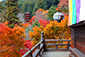 奈良の紅葉写真