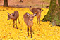 奈良　紅葉　鹿　高画質画像