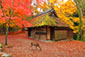 奈良の紅葉画像　鹿