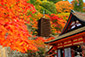 奈良　紅葉　絶景　高画質写真