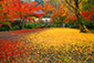 奈良　散り紅葉　写真