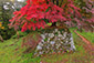 奈良　高取城跡　紅葉　見頃　たかとりじょう