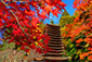 奈良の紅葉　談山神社