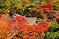 奈良談山神社の紅葉