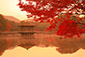 奈良公園　浮見堂　紅葉　見頃