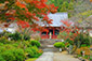 矢田寺の紅葉　写真