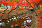 奈良公園　吉城川の紅葉