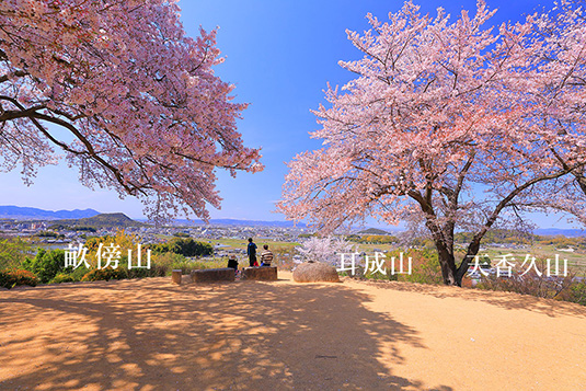 甘樫丘　桜