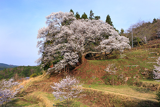 �ŗ����@���@�摜