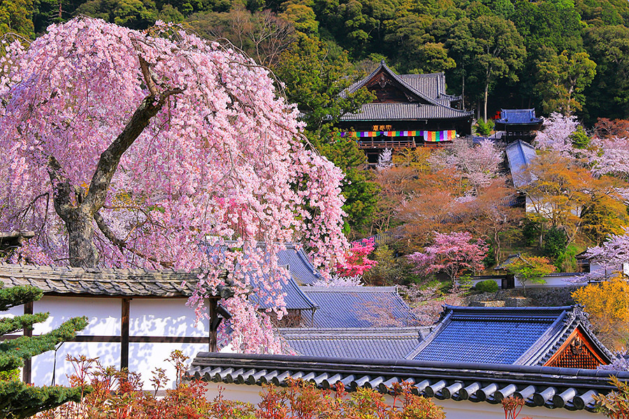 奈良 長谷寺