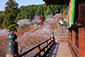 長谷寺の桜　高画質画像
