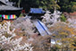 hasedera sakura