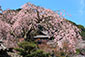 長谷寺　桜画像