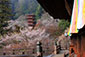 長谷寺の桜画像