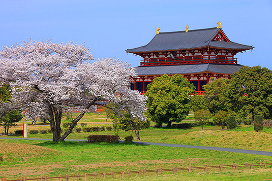 平城宮　桜