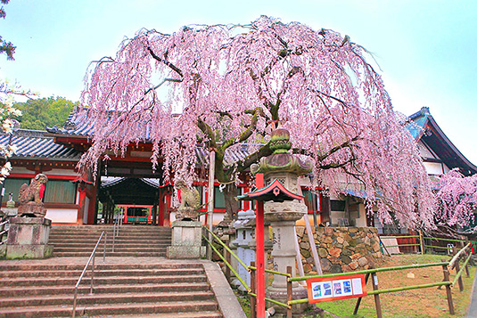 氷室神社　桜