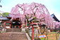 氷室神社　桜　高画質写真