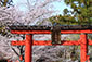 奈良　氷室神社　桜画像