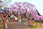 氷室神社　桜　高画質　画像