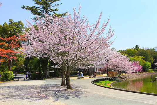 橿原神宮　桜