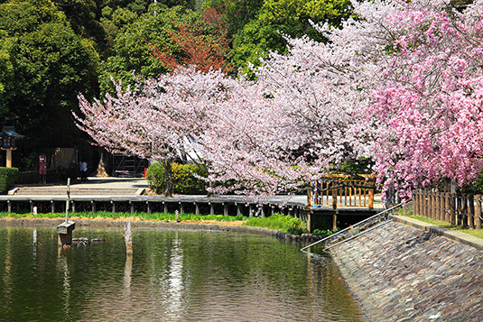 橿原神宮　桜