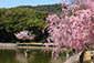 橿原神宮　桜　高画質　写真