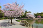 橿原神宮　桜　高画質　画像