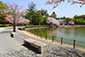 橿原神宮　桜　見頃　かしはらじんぐう