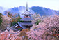 金峯山寺の桜　高画質写真
