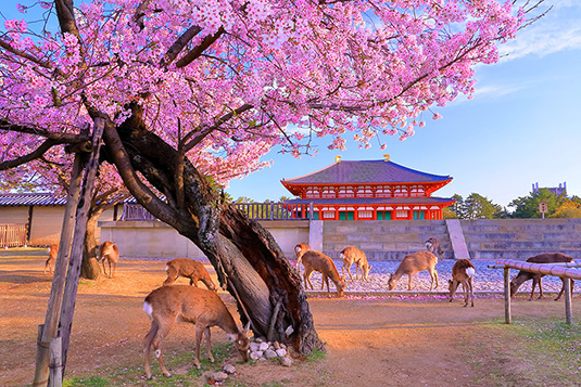 興福寺　桜