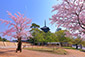 奈良　興福寺　桜