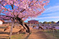 興福寺　桜　写真