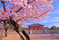 興福寺　桜写真