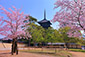 興福寺　五重塔　桜