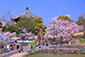 南円堂　桜
