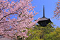 奈良　興福寺　塔　桜　高画質　写真