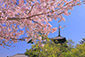 奈良　興福寺　五重塔　桜