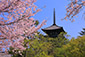 奈良　五重塔　桜