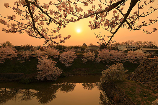 奈良　郡山城　桜