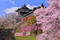 奈良　大和郡山　桜