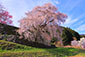 奈良　本郷の瀧桜　写真