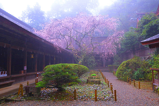 吉野水分神社　桜