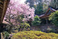 吉野水分神社の桜　高画質写真