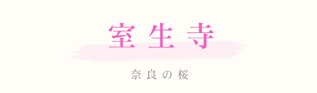 室生寺　桜
