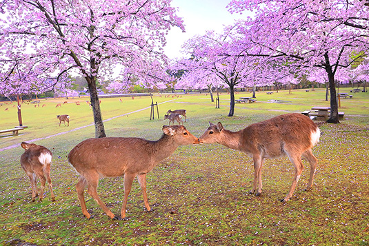 奈良公園　桜　写真