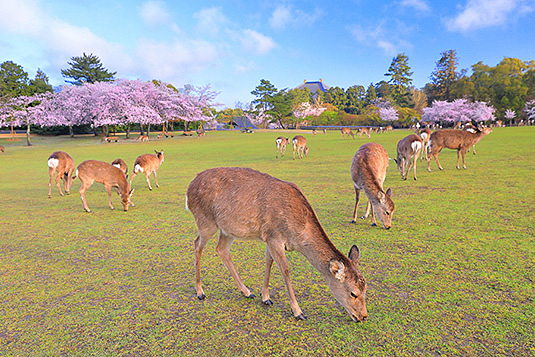 奈良公園　桜　画像
