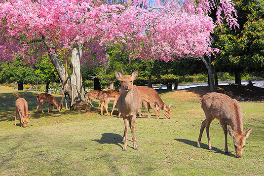 奈良公園の桜　鹿